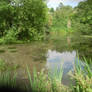 A Pond in Ewelme, England