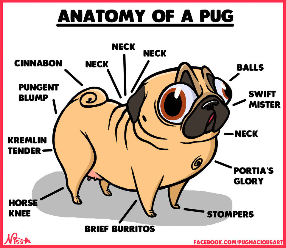 Pug Rib Structure Anatomy of a Pug by SnazzyDoodle on DeviantArt