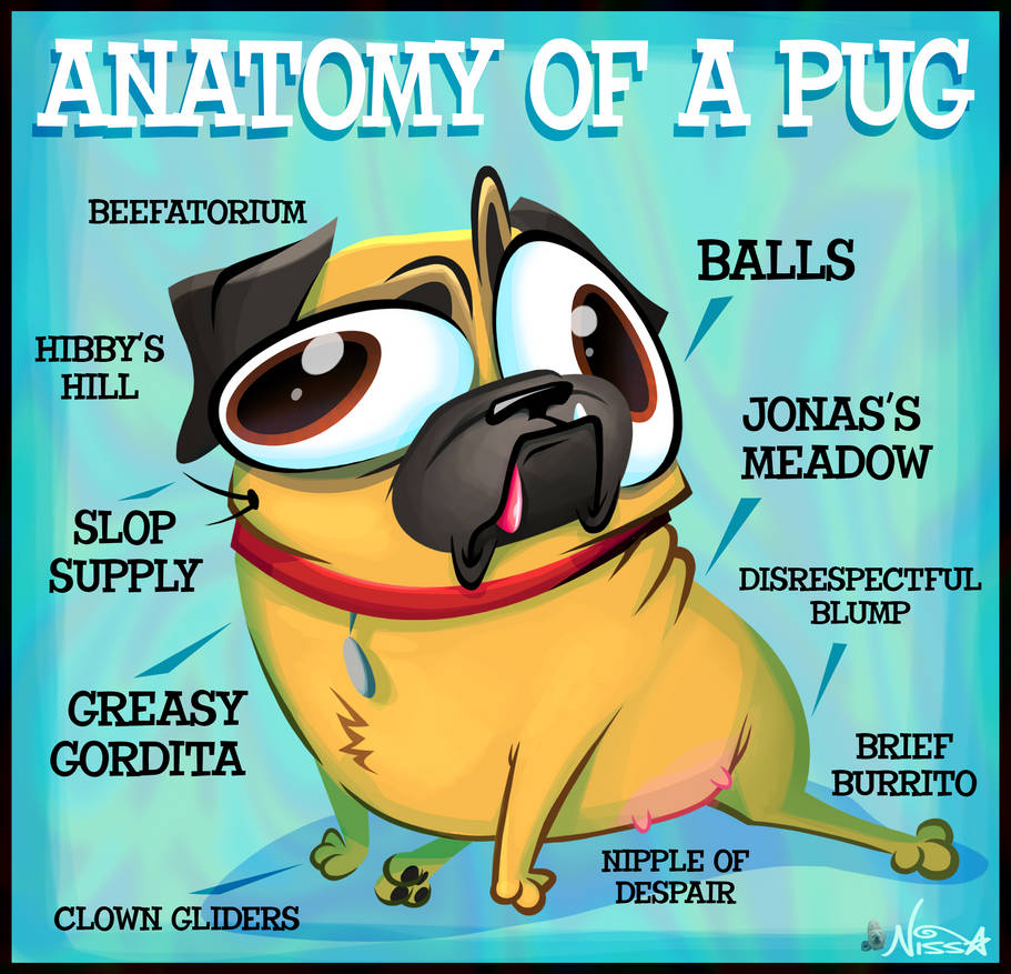 Pug Rib Structure Anatomy of a Pug by SnazzyDoodle on DeviantArt