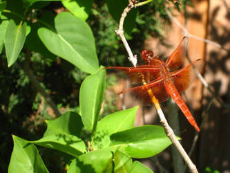 Lucky Dragonfly