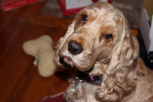 Ginger, the English Cocker Spaniel