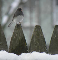 Dark-eyed Junco