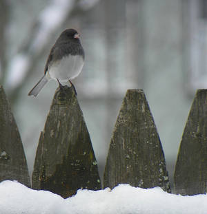 Dark-eyed Junco