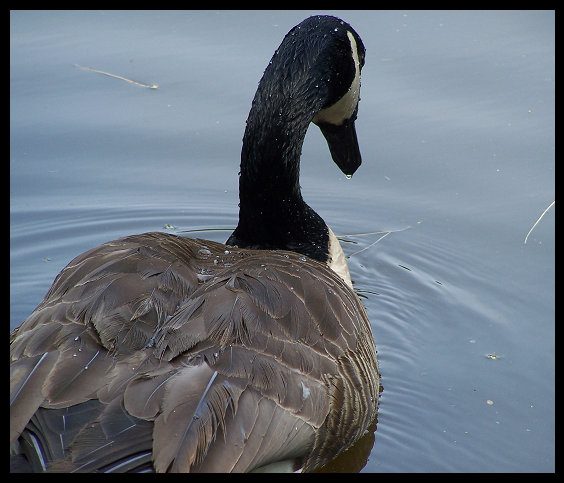 Lonely Goose