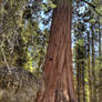 Sequoia companion