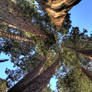 Sequoia family HDR