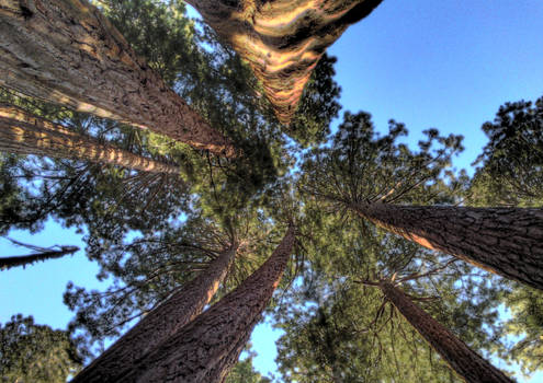 Sequoia family HDR