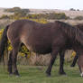Exmoor pony stock