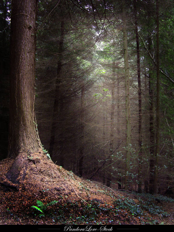 Forest 07 by AnitaJoy-Stock