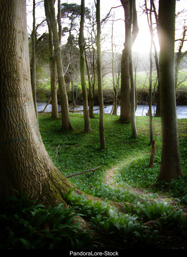 Forest 18