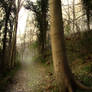 Forest 20