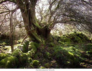 Mossy Tree