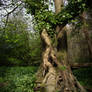 Forest 45
