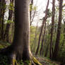 Forest 48