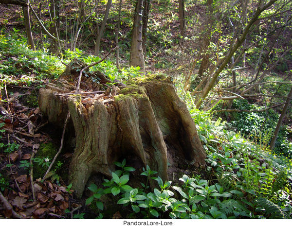 Tree Stump 23