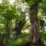 Forest 67