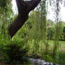 River Willow Tree Scene 01