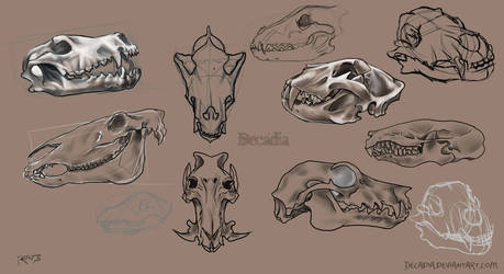 Animal Skulls Set