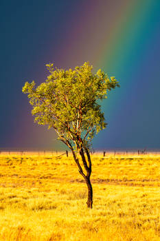 The Rainbow Tree