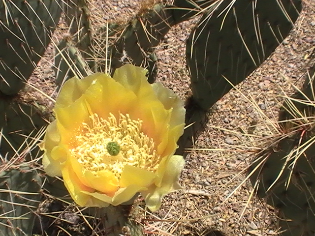 cactus flower