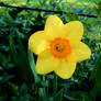 daffodil