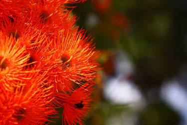 Aussie Trees