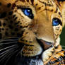 leopard