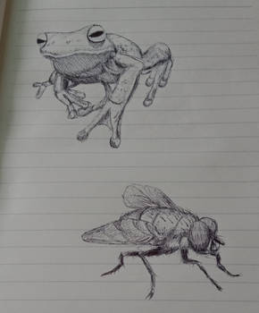 Frog and fly (ballpoint)