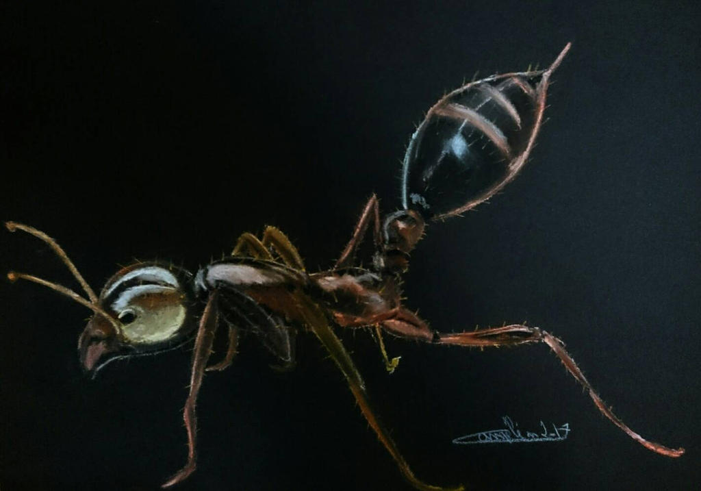 Ant Deviantart ant by cameleon2000x on DeviantArt