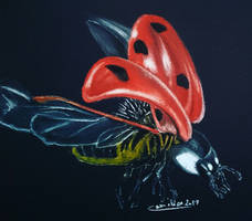 ladybug  