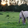 Horse in sunset