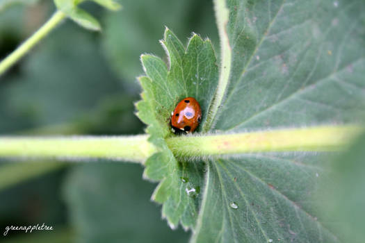 Sleeping ladybug