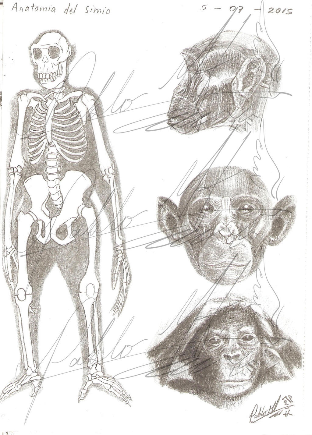 Monkey Backbone Anatomy of the Monkey by PabolMH on DeviantArt