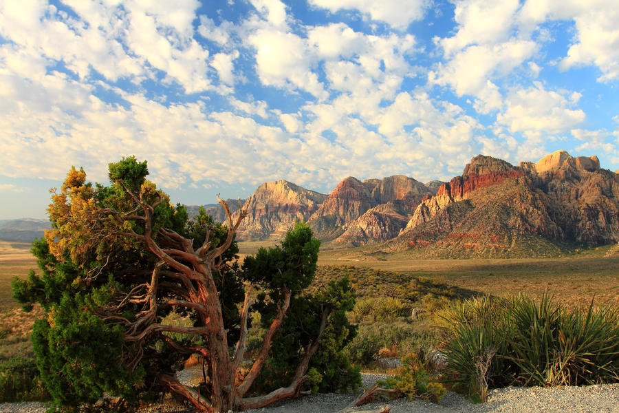 Desert Tree