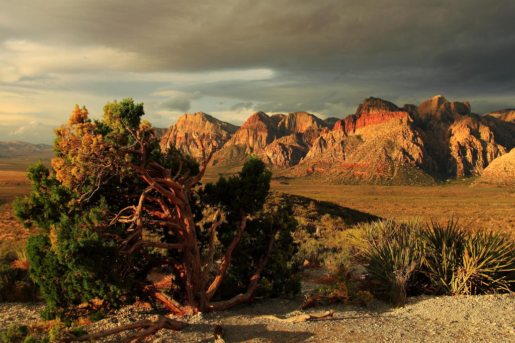 Dark Desert Tree