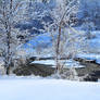 Trees by the Stream in Winter