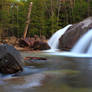 Green Forest Pool