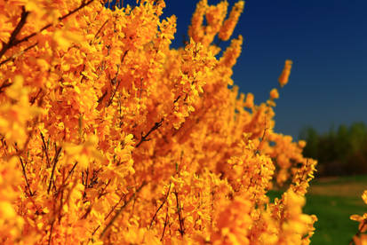 Yellow Forsythia