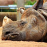 Sleeping Rhino