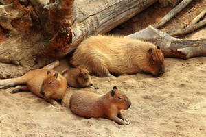 The Capybara Family goes to the Beach