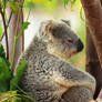 Content Koala is happy it is the weekend :)