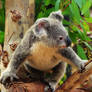 Koala springs into action!