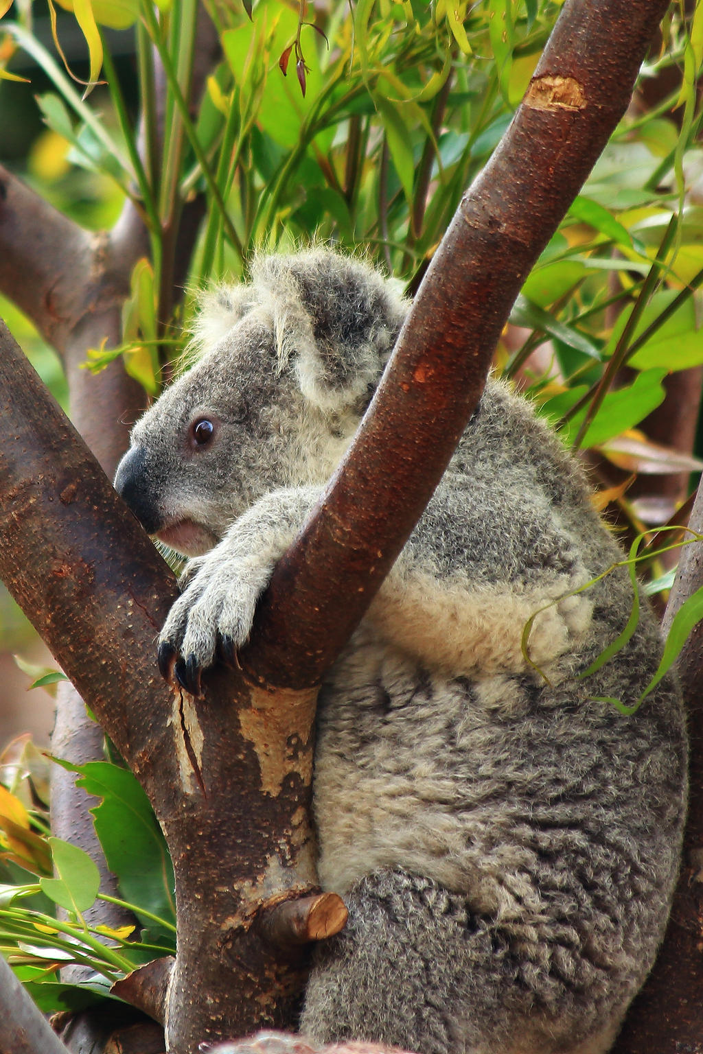 Wide eyed Koala sees Monday coming...