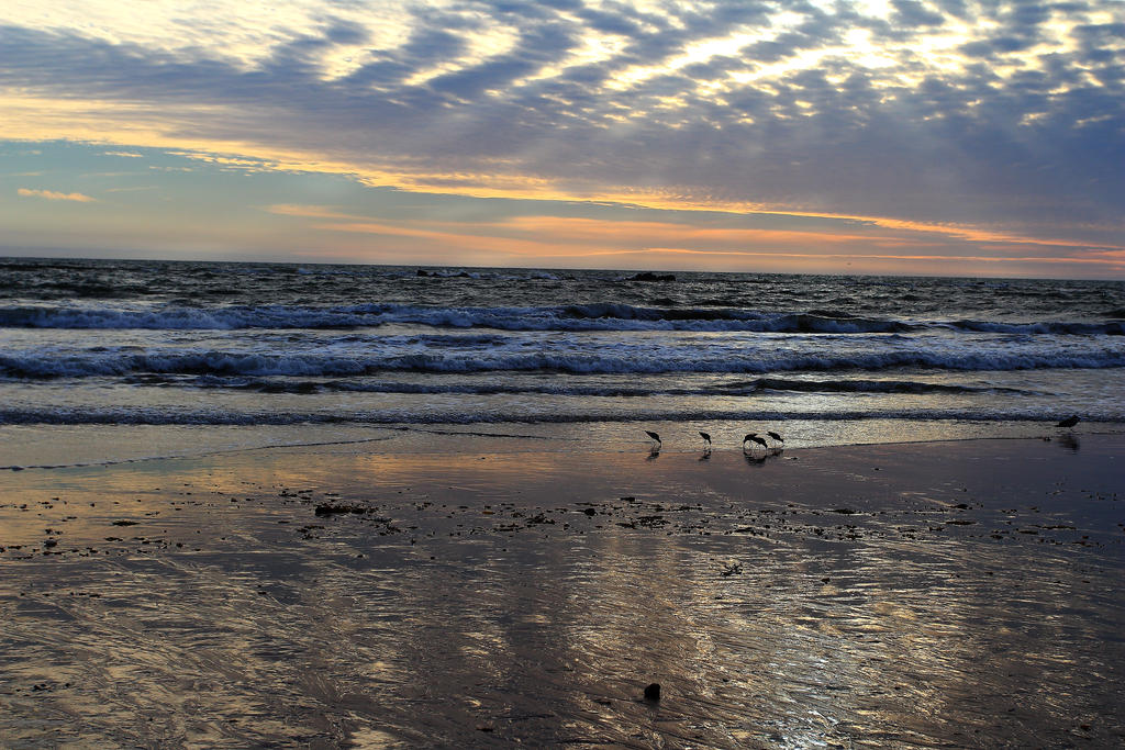 Stock Beach with Seabirds by Celem