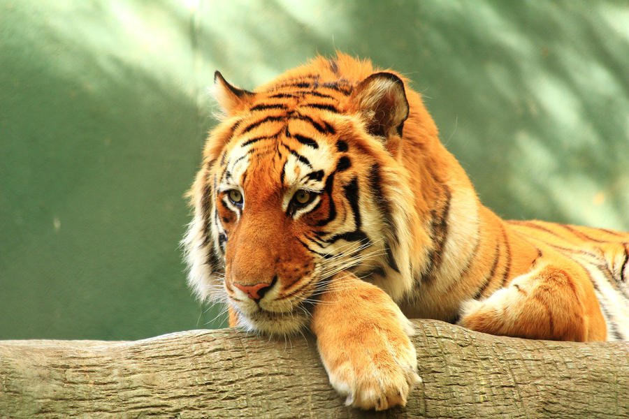 Stock: Bored Tiger by Celem
