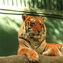 Stock Orange Tiger Reclining