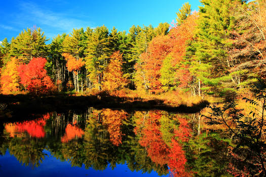 Stock: Reflecting Pond