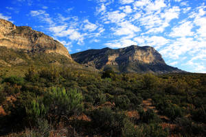 Stock: The Green Desert