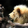 Stock: Lion side portrait
