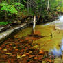 Stock: Clear Forest Pool